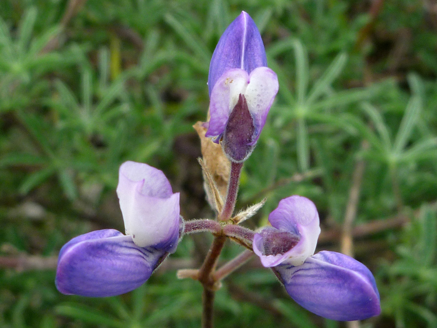 Three purple flowers