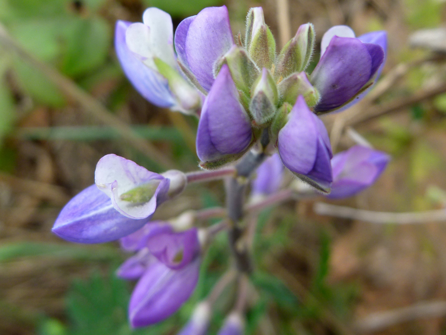 Buds and flowers