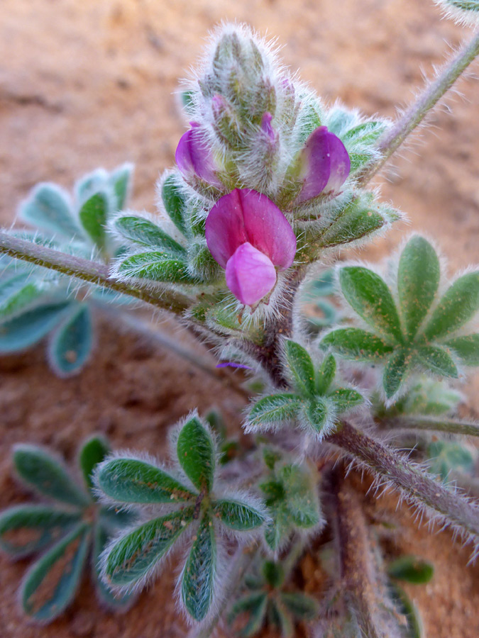 Developing flowers