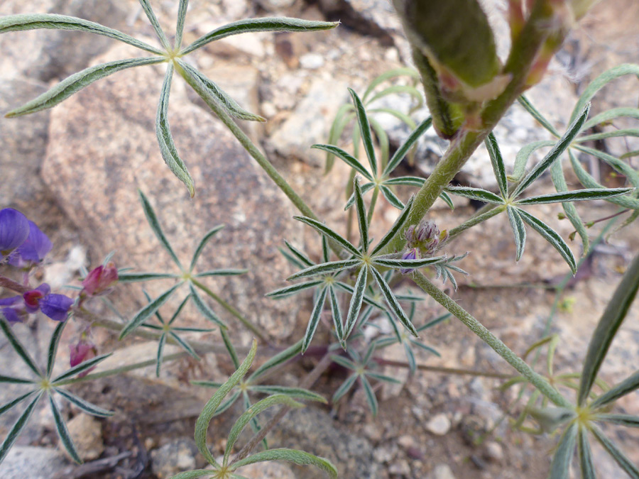 Folded leaflets