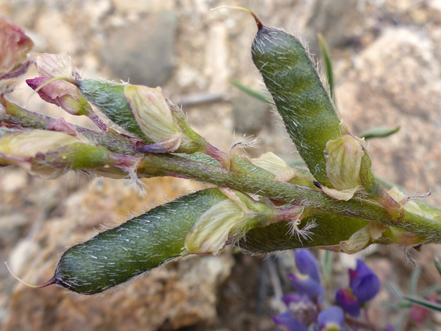 Green pods