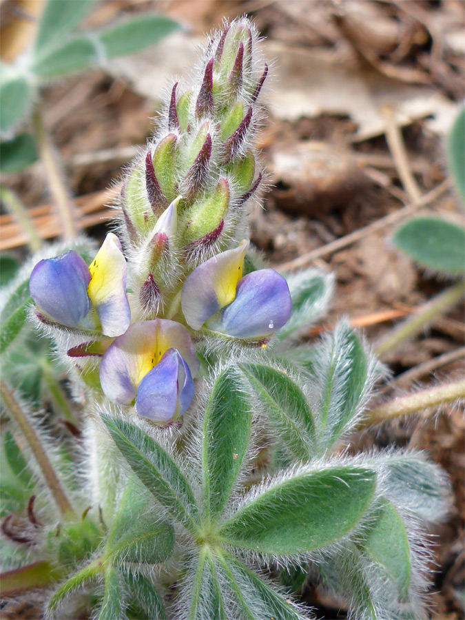 Buds and flowers