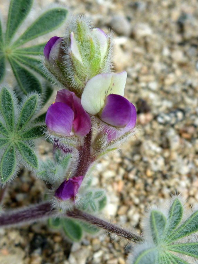 Hairy stems and calyces