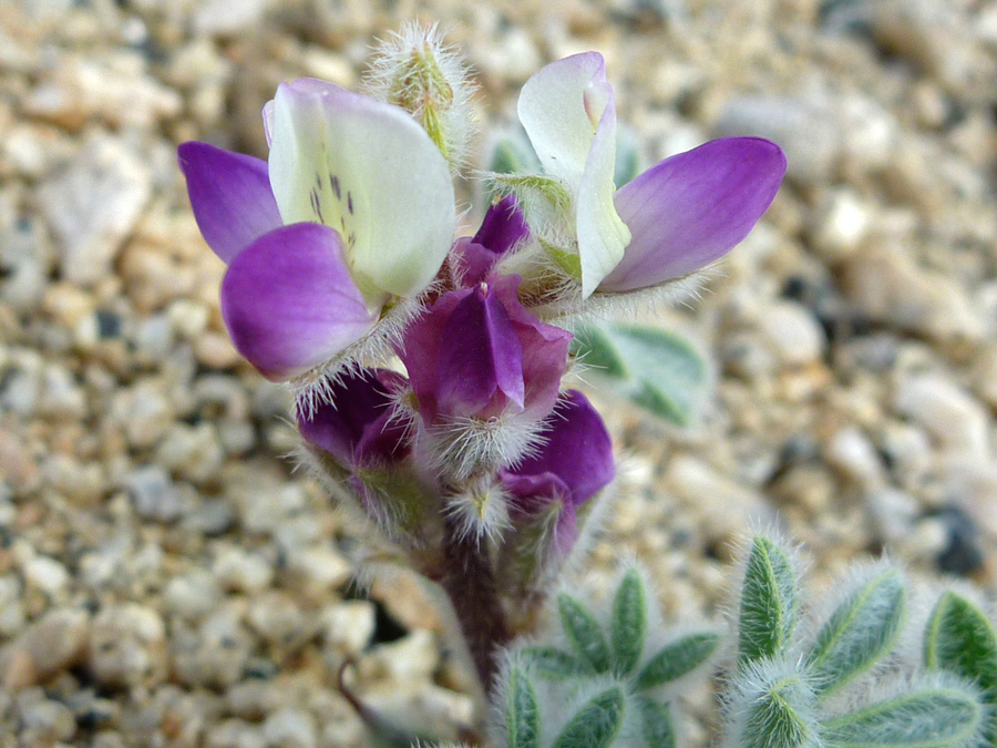 White and purple petals