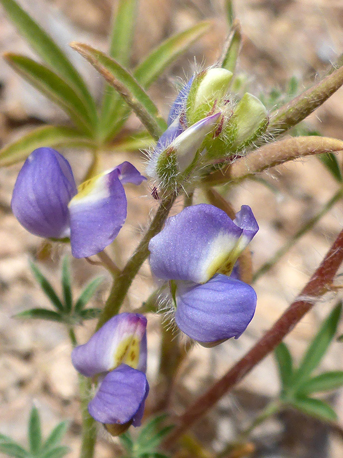 Hairy calyces