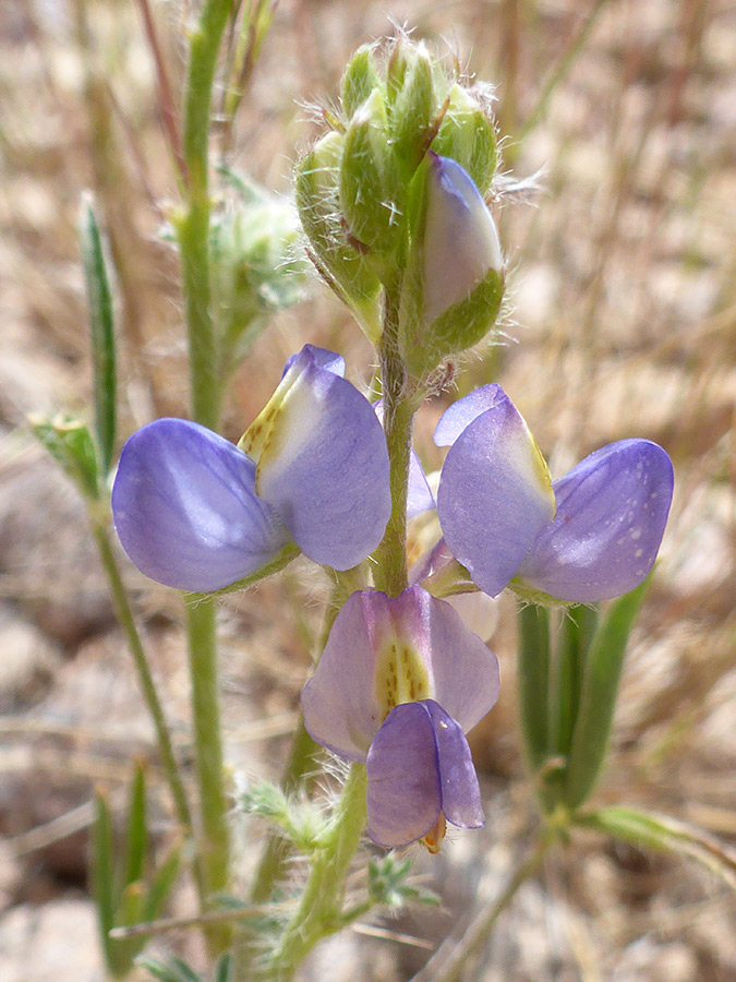 Pale purple petals