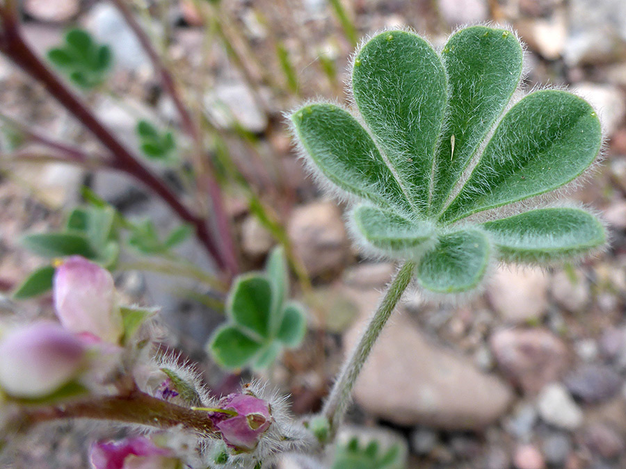 Hairy compound leaf