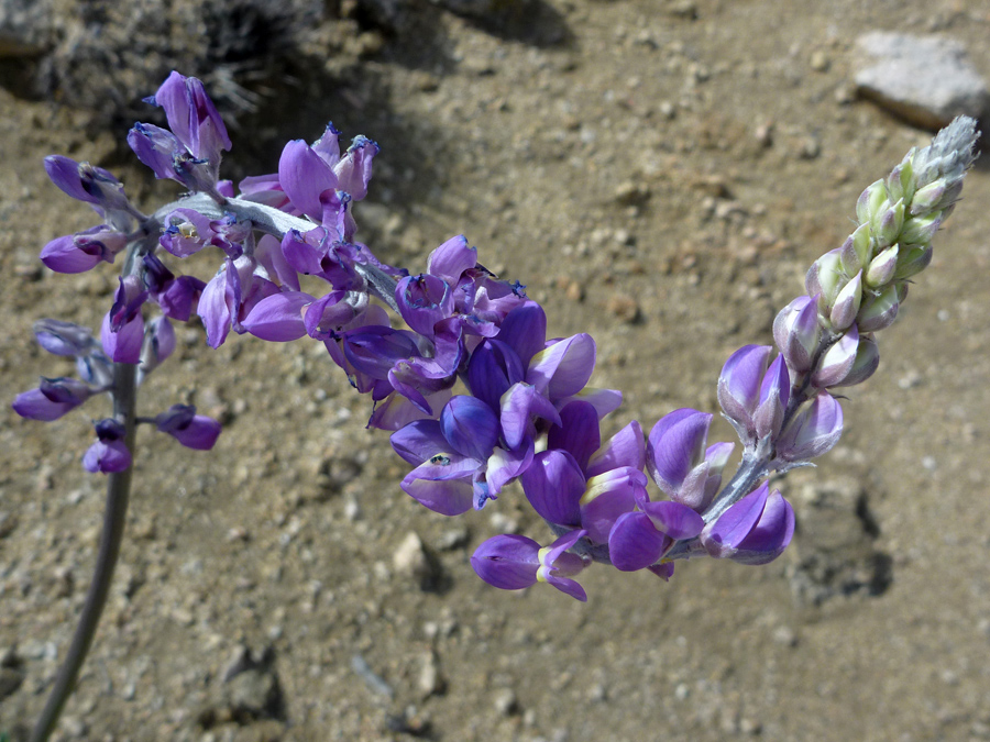 Bent stem