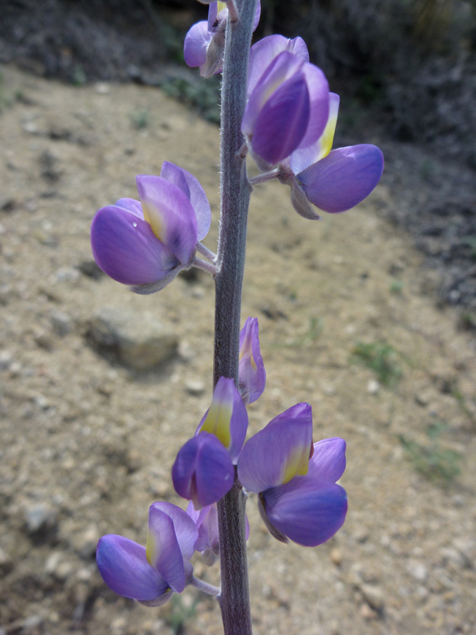 Flowers and stem