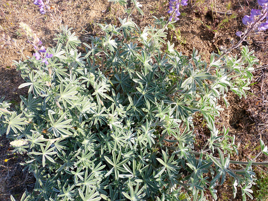 Stems and leaves