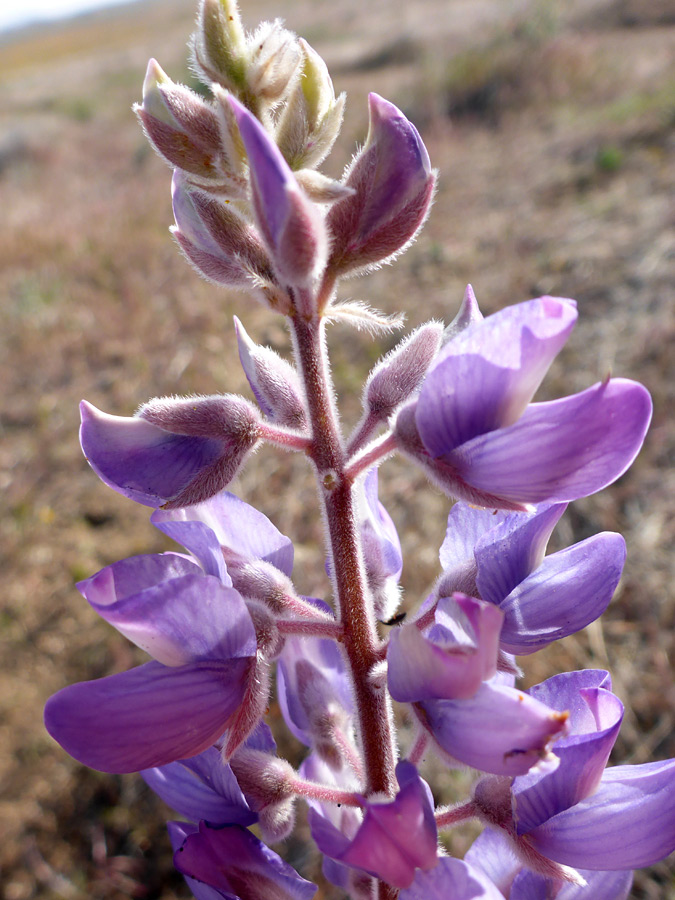 Elongated cluster