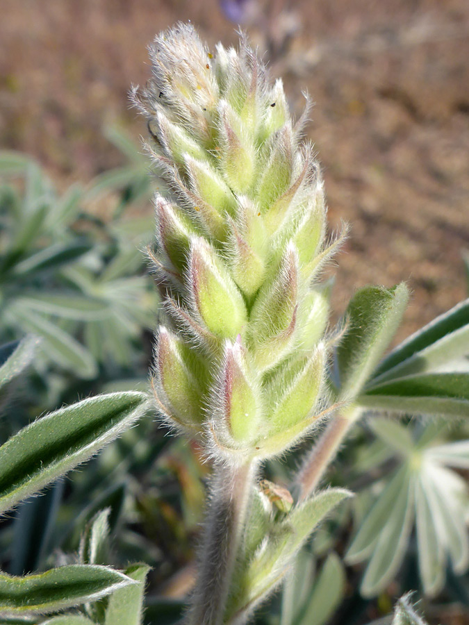 Light green calyces