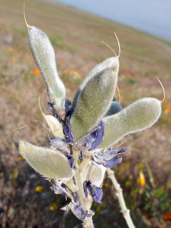 Hairy pods