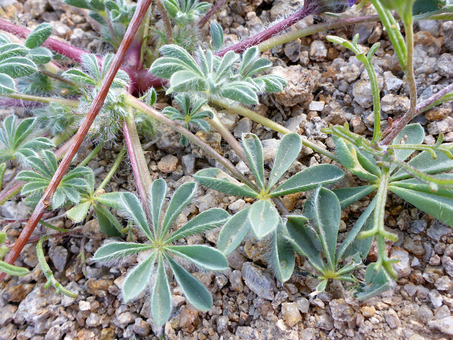 Long-stalked leaves