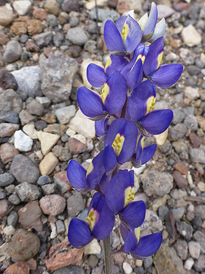 Vertical inflorescence