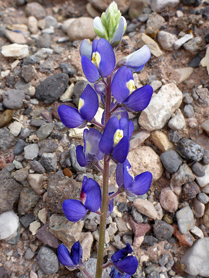 Blue petals