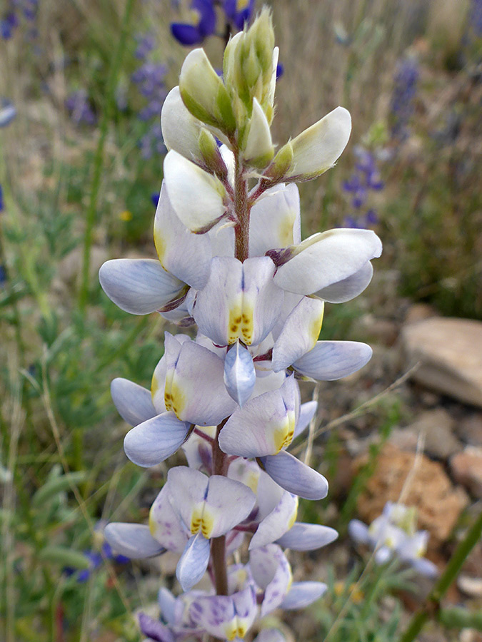 Pale purple petals