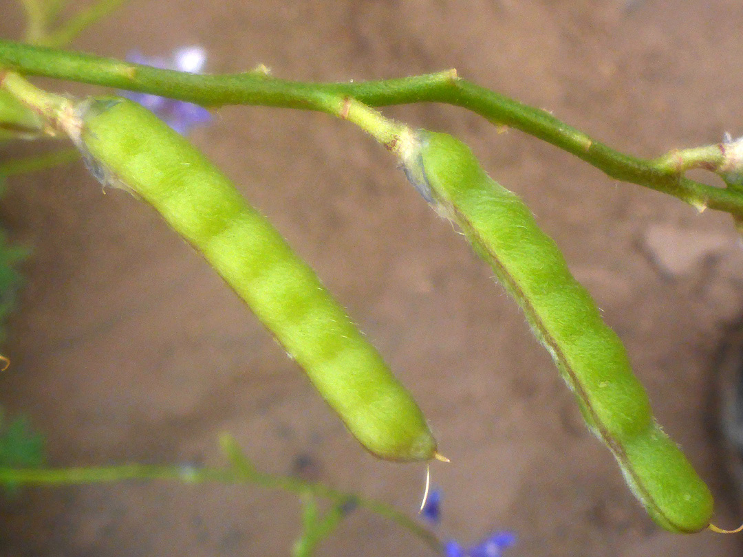 Seed pods