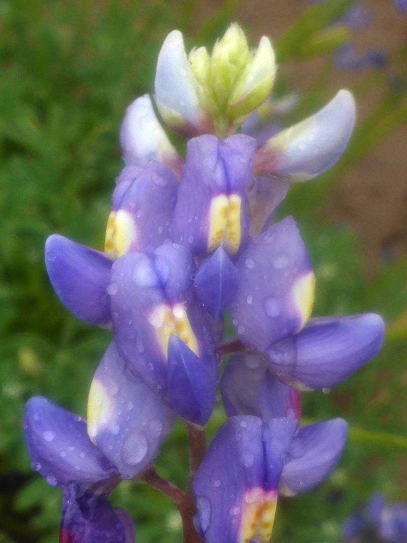 Elongated inflorescence