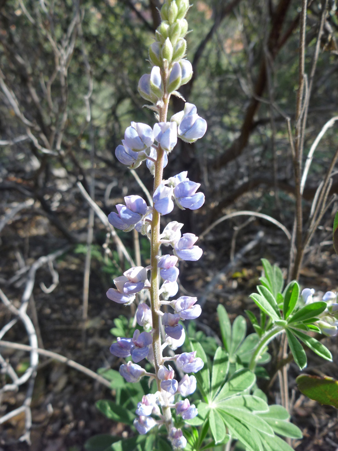 Pale purple flowers