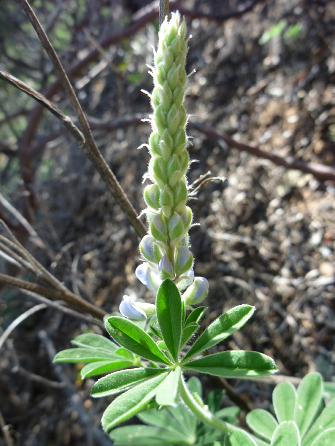 Flower spike