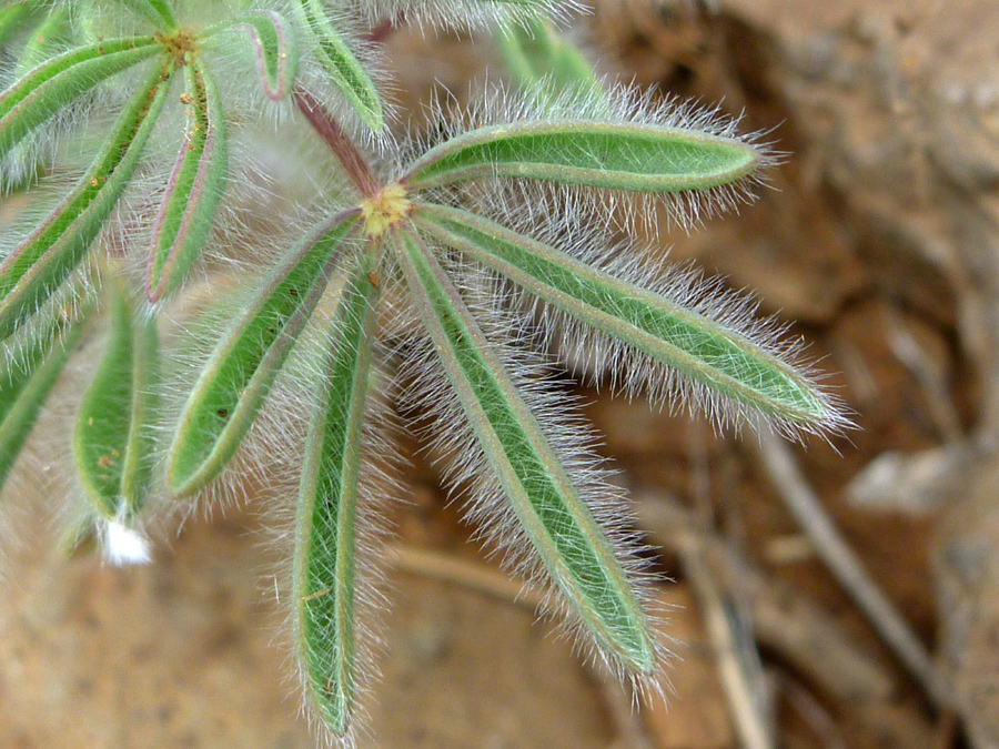 Long leaf hairs