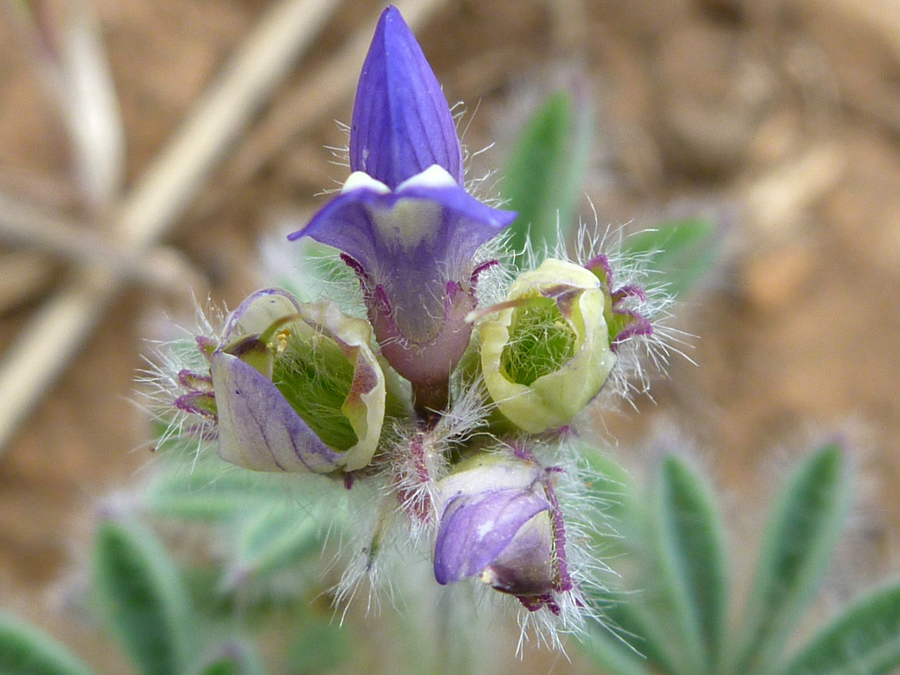 Flowers and calyces