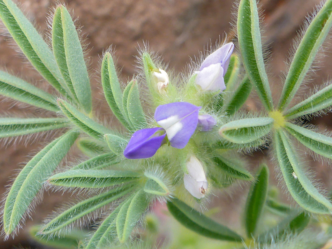 Hairy leaves