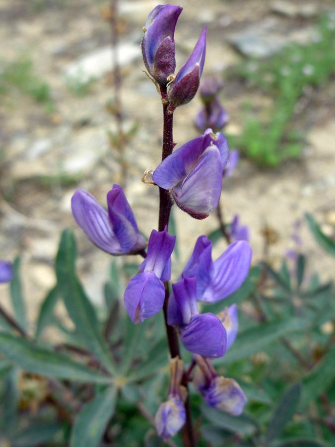 Purple flowers