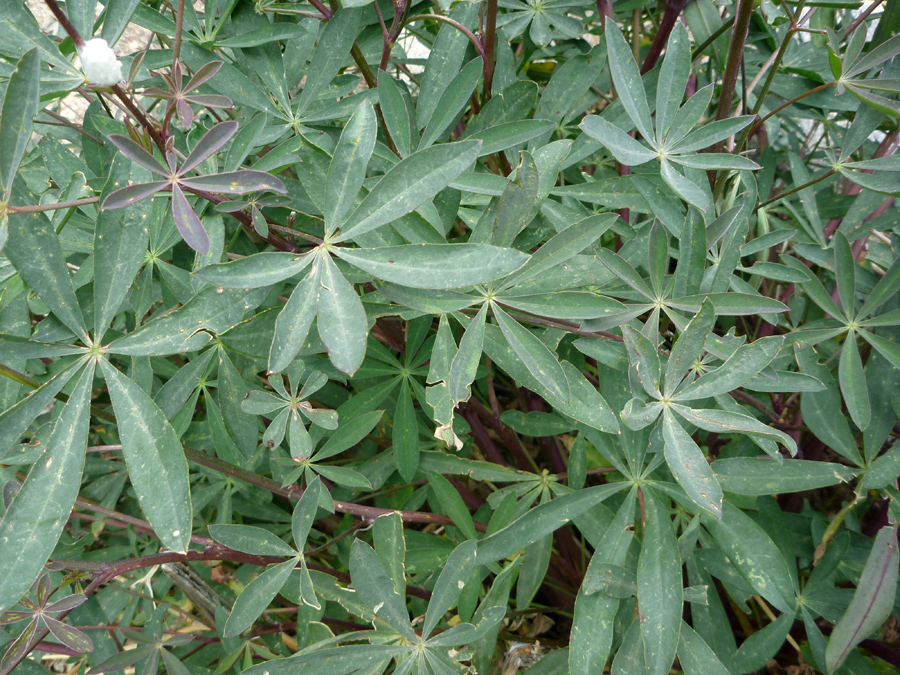 Greyish-green leaves