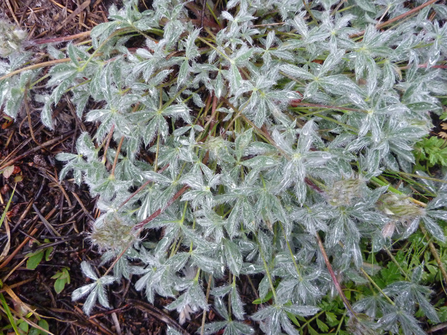 Hairy, palmate leaves