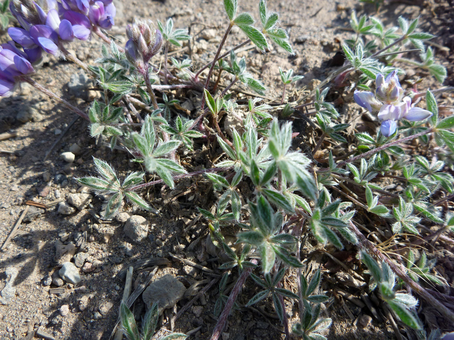 Prostrate stems