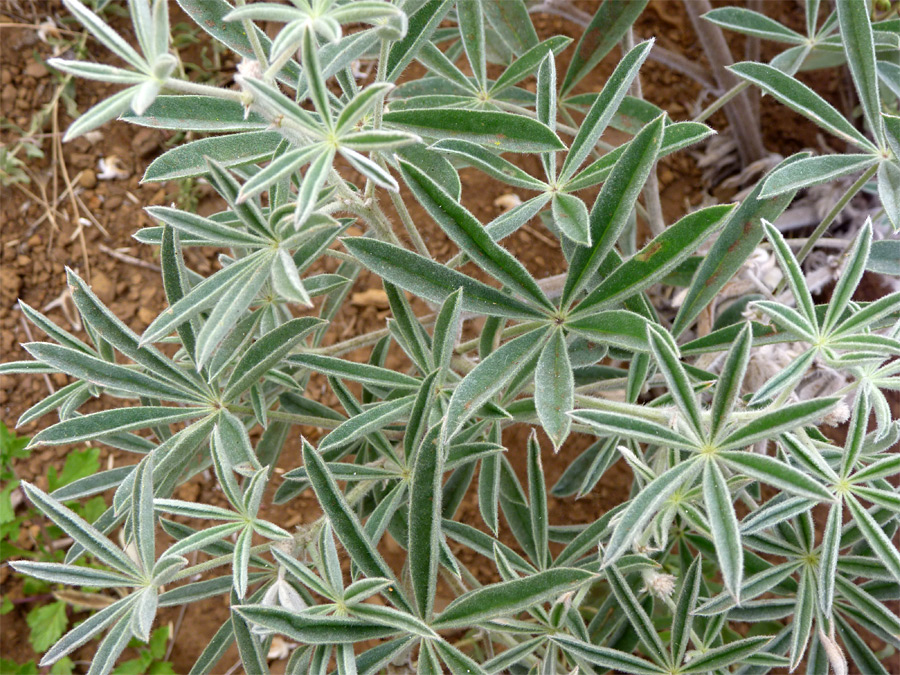 Velvety leaves