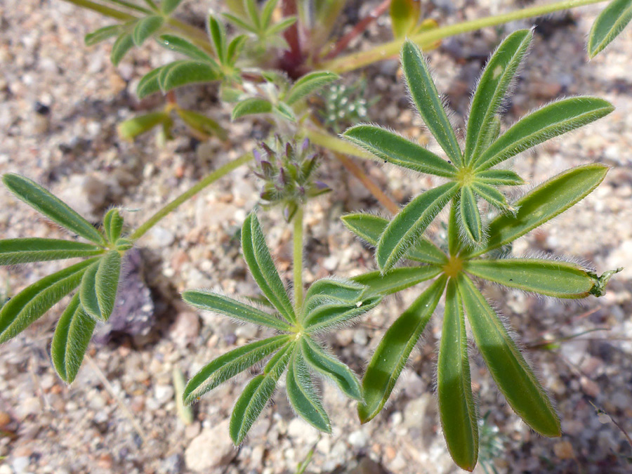 Long-stalked leaves