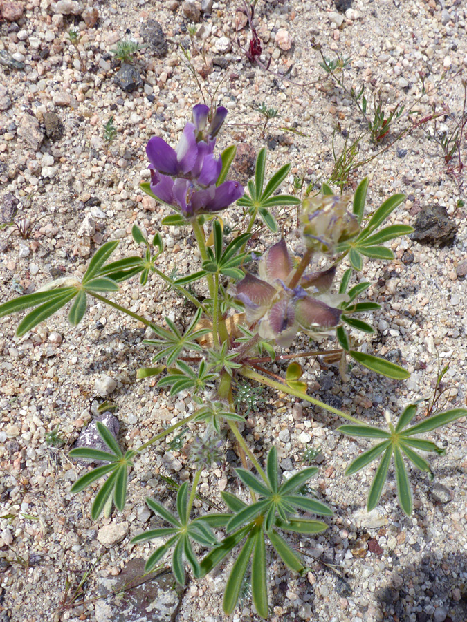 Leaves, fruits and flowers