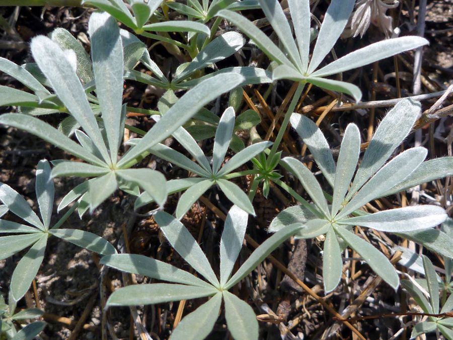 Greyish-green leaves