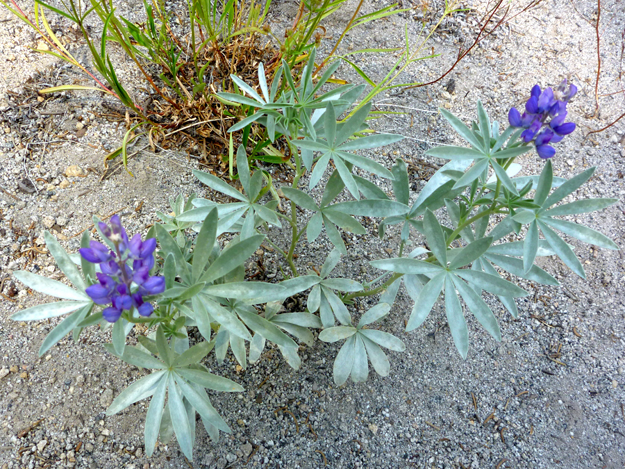 Branched plant