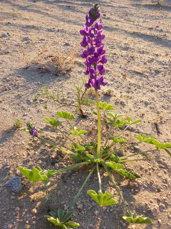 Plant on sand