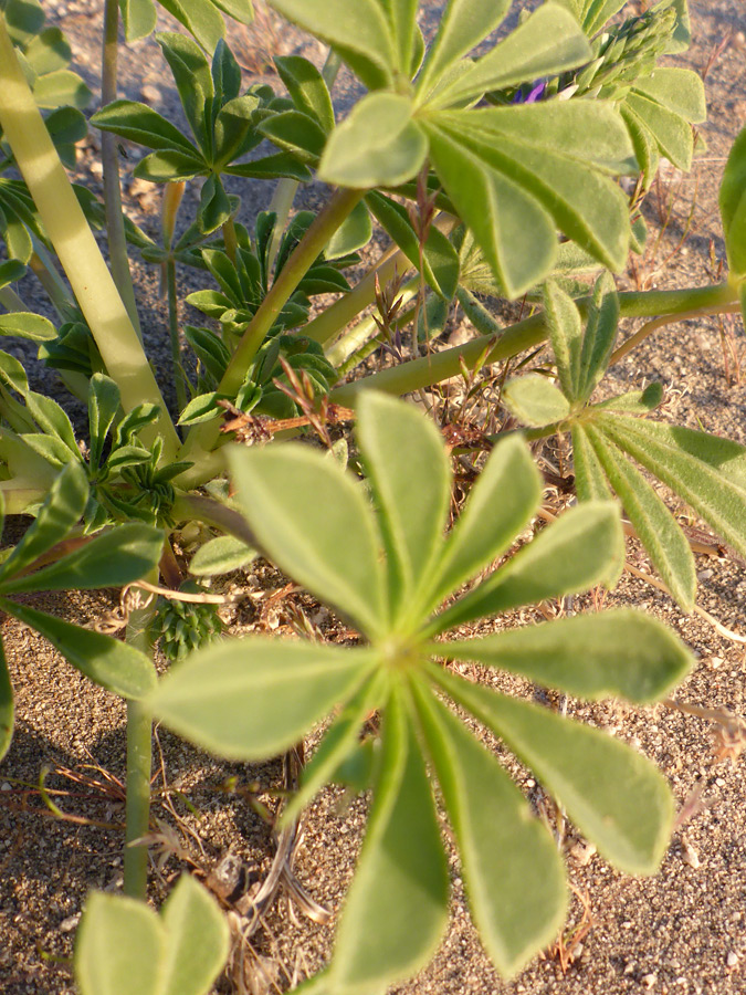 Base of a stem