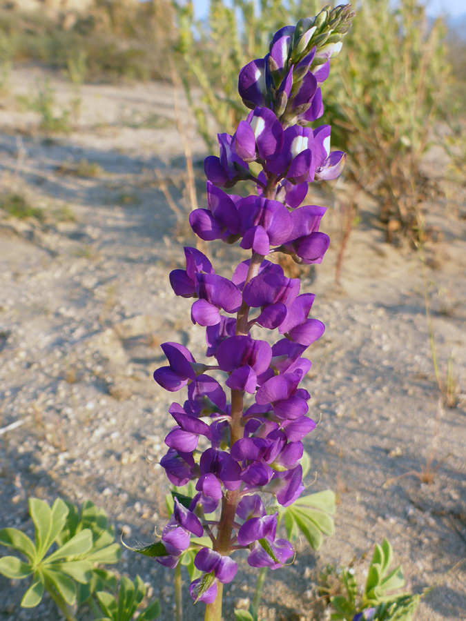 Purple flowers