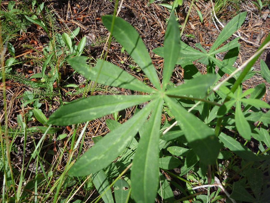 Green leaves