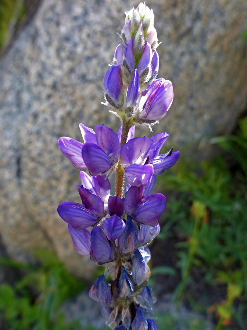 Blueish-purple flowers