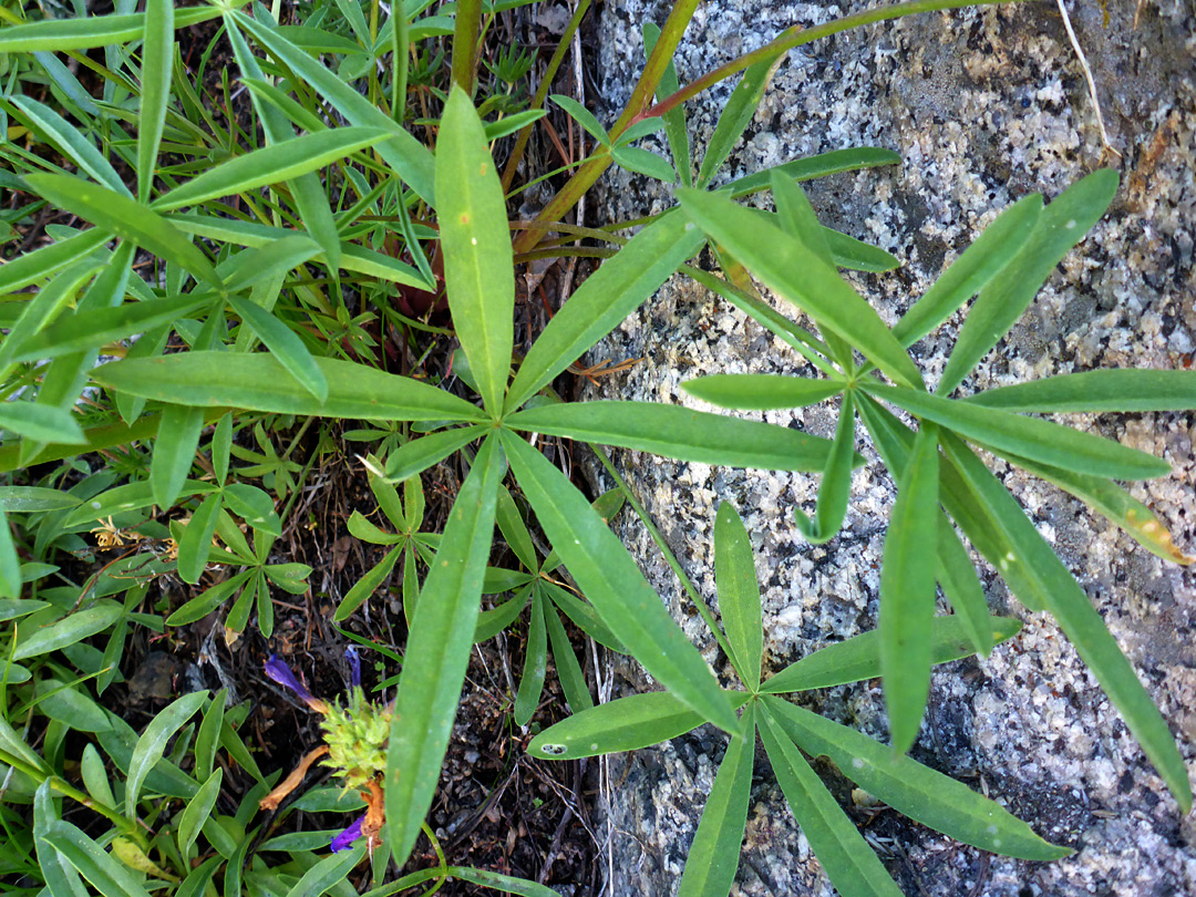 Palmate leaves