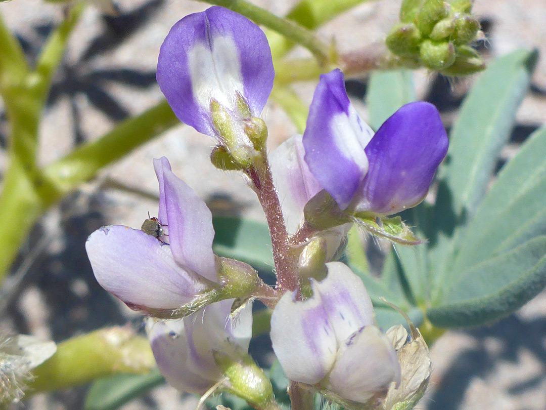 White and purple flowers