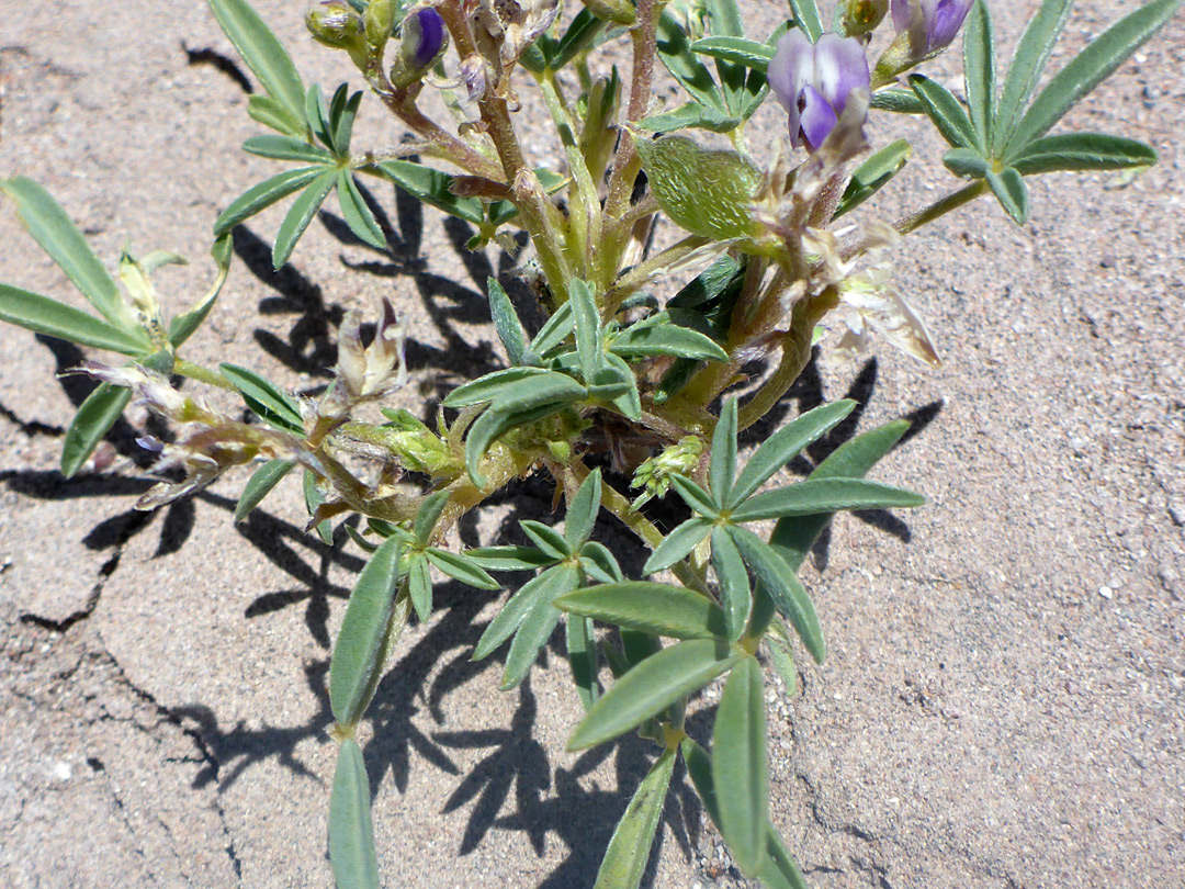 Palmate leaves