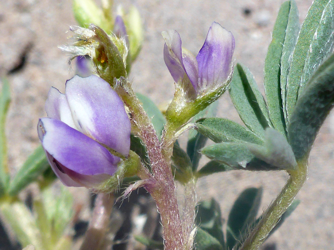 Leaf and flowers