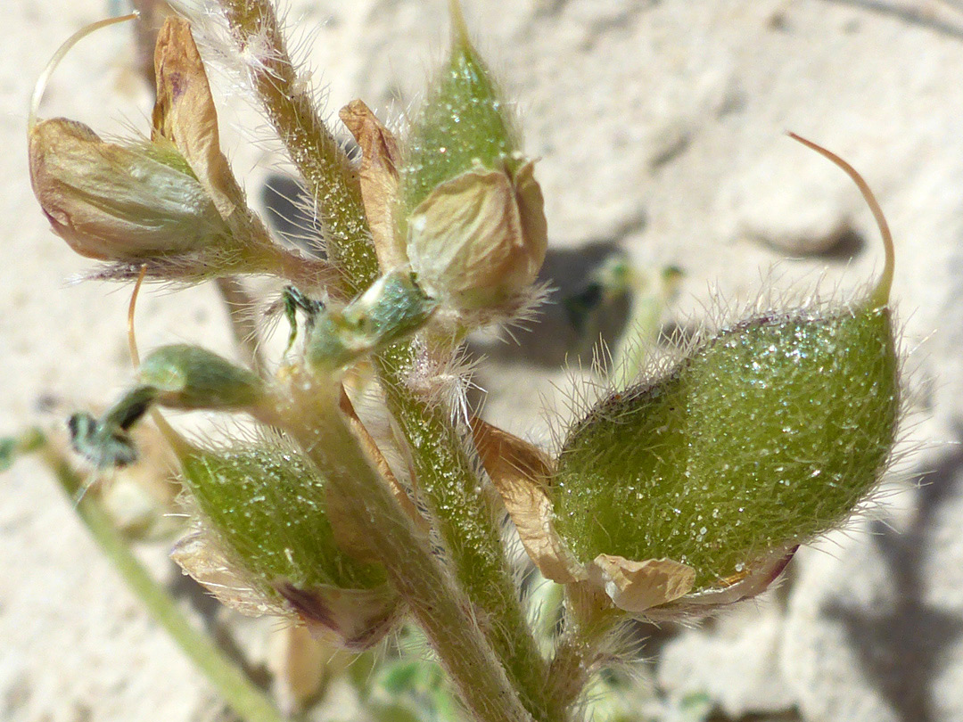 Hairy fruits