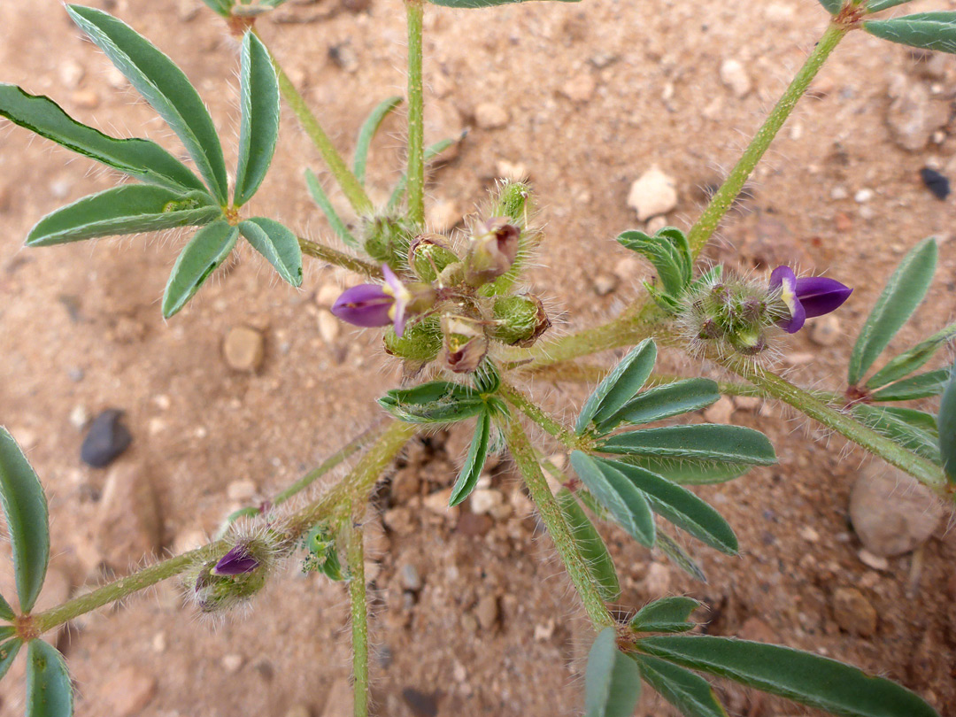 Hairy stems and calyces