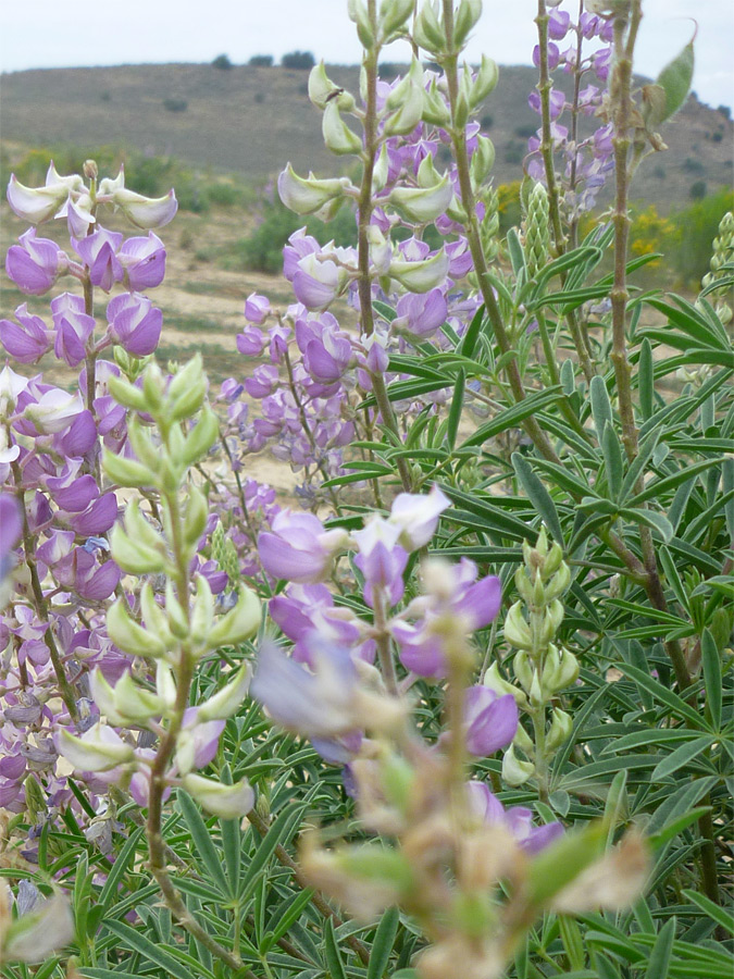 Flowers and leaves