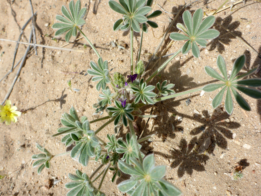 Long-stalked leaves